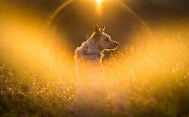 Foto cane sull'erba al tramonto