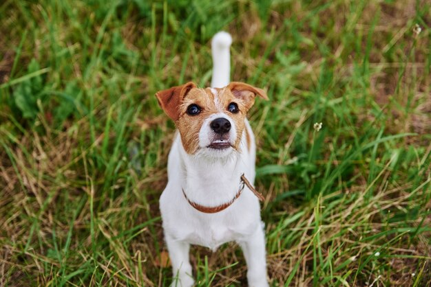 夏の日の草の上の犬。ジャックラッセルテリアの子犬の肖像画