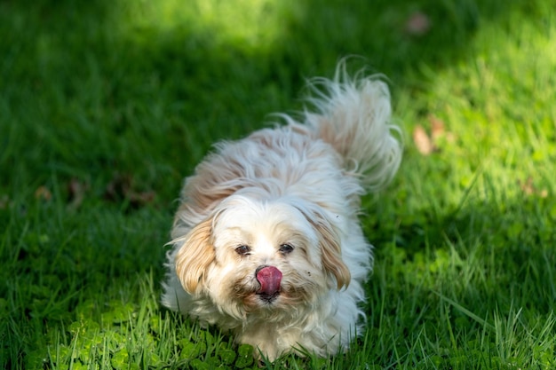 Photo a dog in the grass with its tongue out