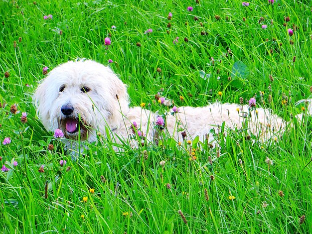 Photo dog in grass