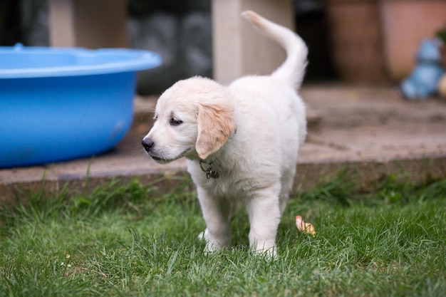 Dog on grass