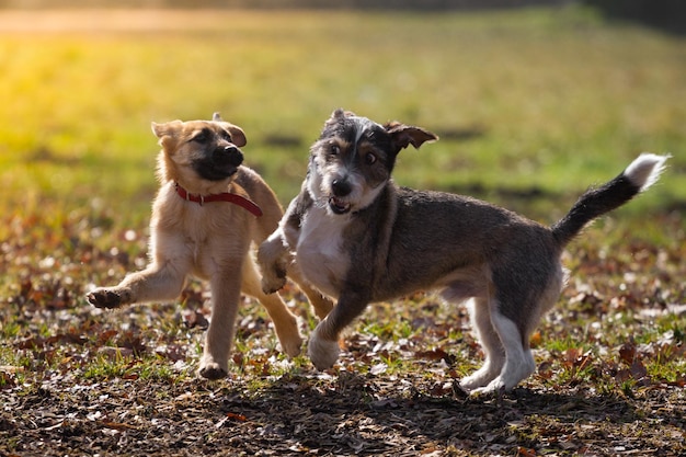 Photo dog on grass