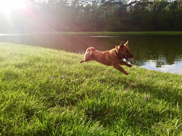 Photo dog on grass