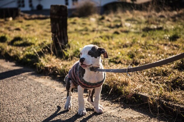 Foto cane sull'erba