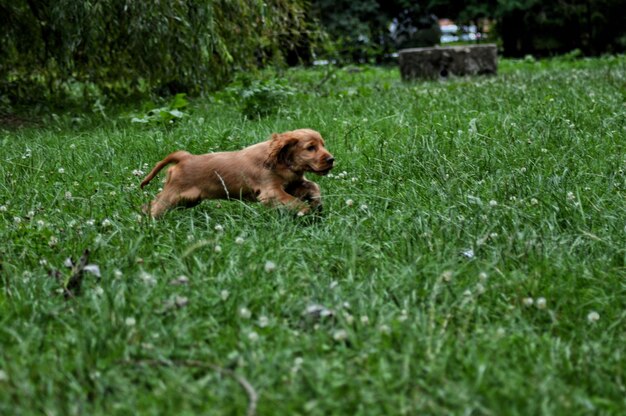 Foto cane sull'erba