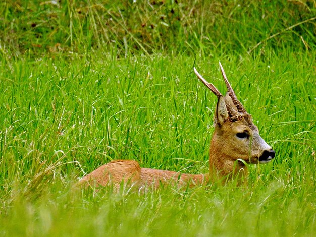 Photo dog on grass