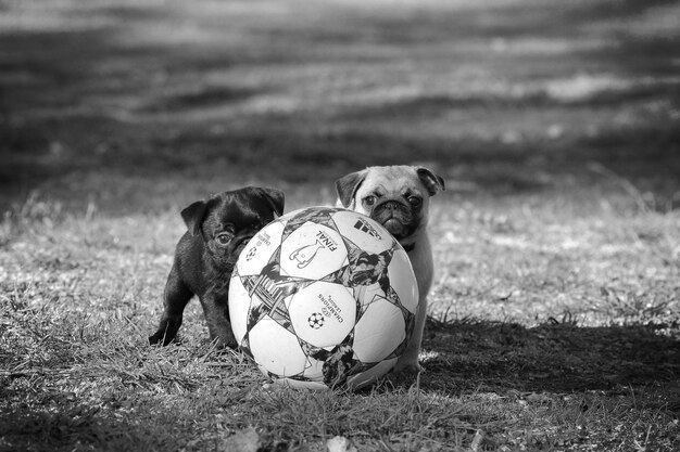 Photo dog on grass