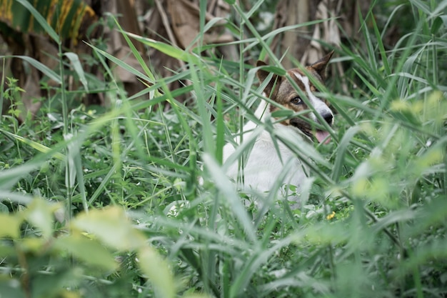 Dog in the grass