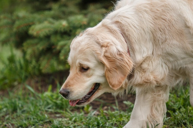 Foto un cane nell'erba