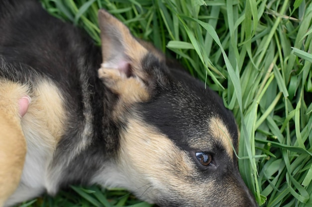 草の中の犬