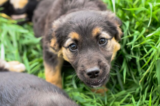 草の中の犬