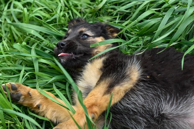 草の中の犬