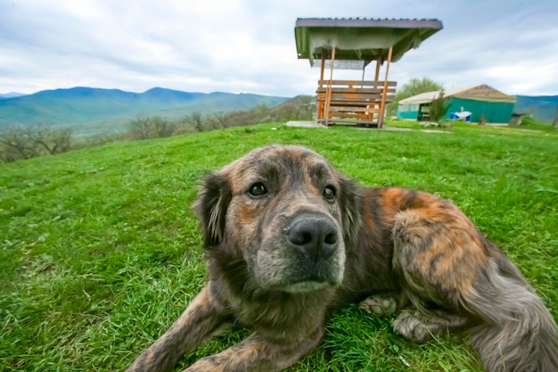 草の上の犬