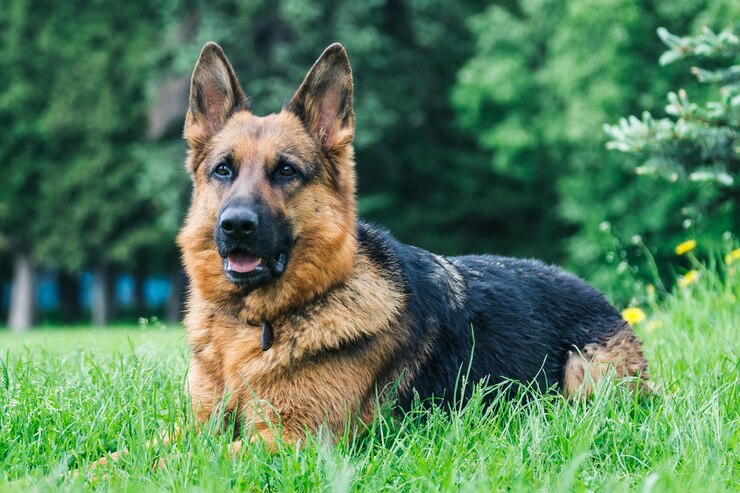 Premium Photo | Dog on the grass