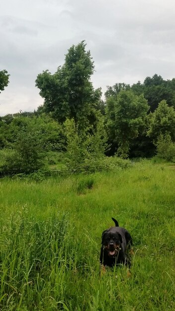 Dog on grassy field against sky