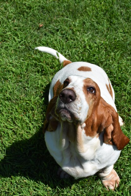 Dog on grassy field