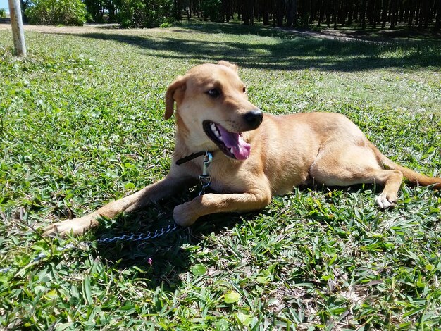 Photo dog on grassy field