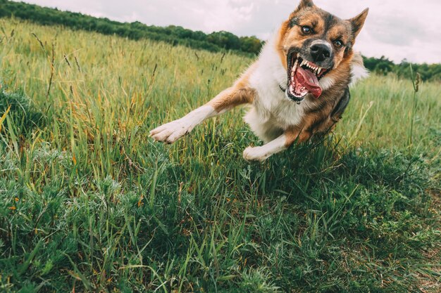 Photo dog on grassy field