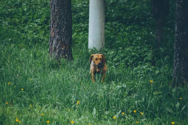 Foto cane su un campo erboso