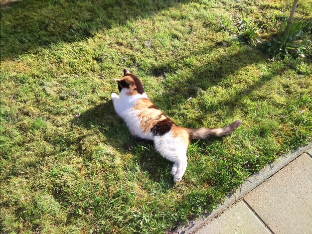 Photo dog on grassy field