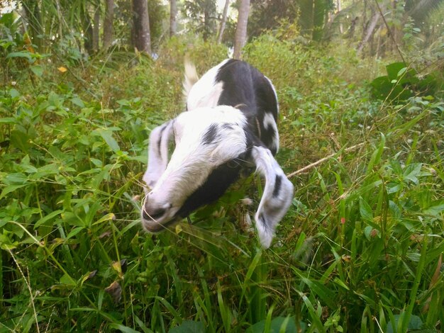 Dog on grassy field