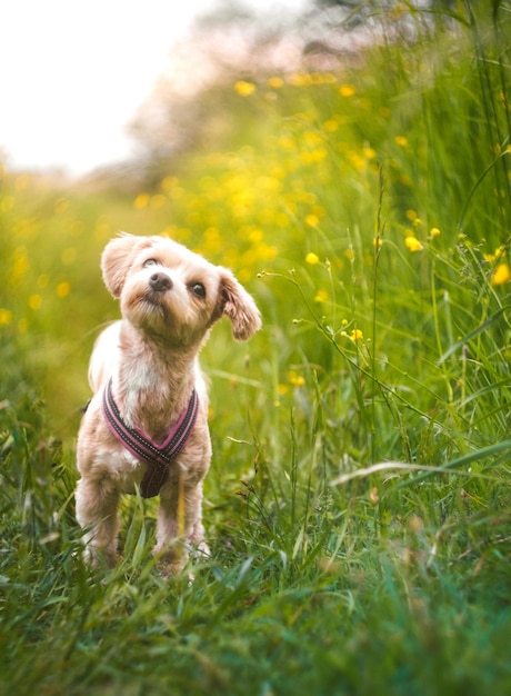 Dog on grassy field