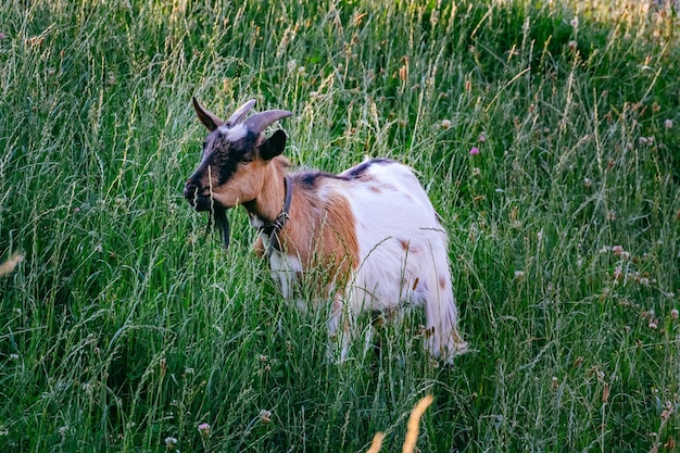 Foto cane su un campo erboso