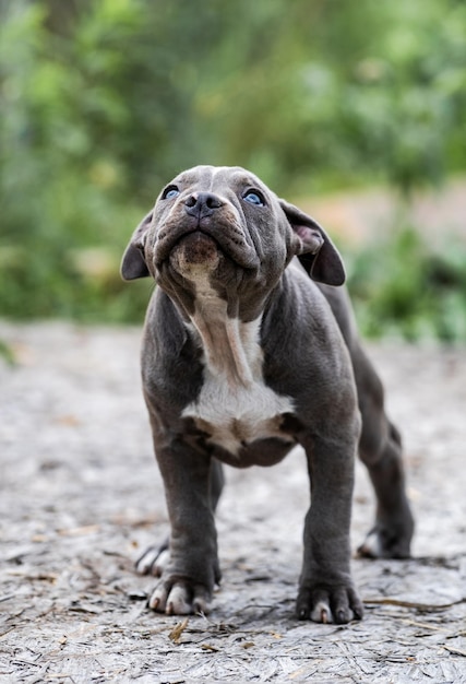 Dog Gray American Pit Bull Terrier portrait on nature