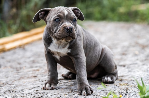 Dog Gray American Pit Bull Terrier portrait on nature