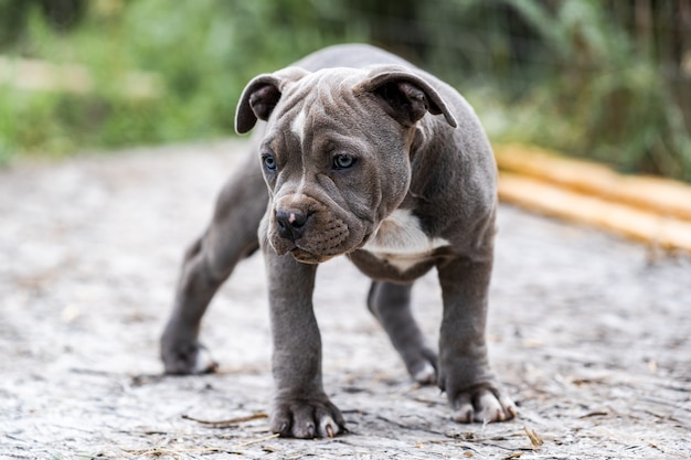 Dog Gray American Pit Bull Terrier, portrait on nature.