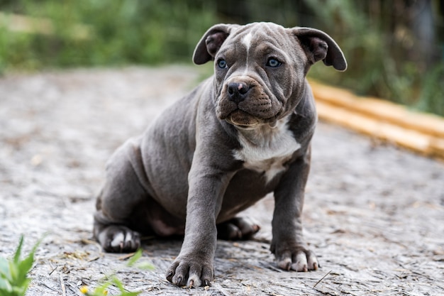 Dog Gray American Pit Bull Terrier, portrait on nature.