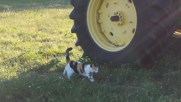 Foto cani che pascolano sul campo erboso