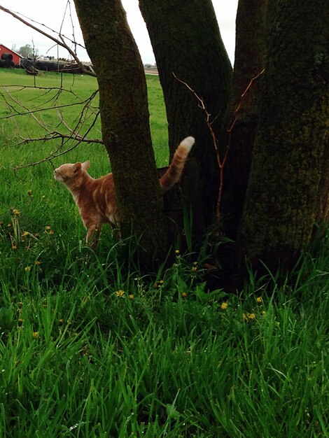 Dog grazing on grassy field