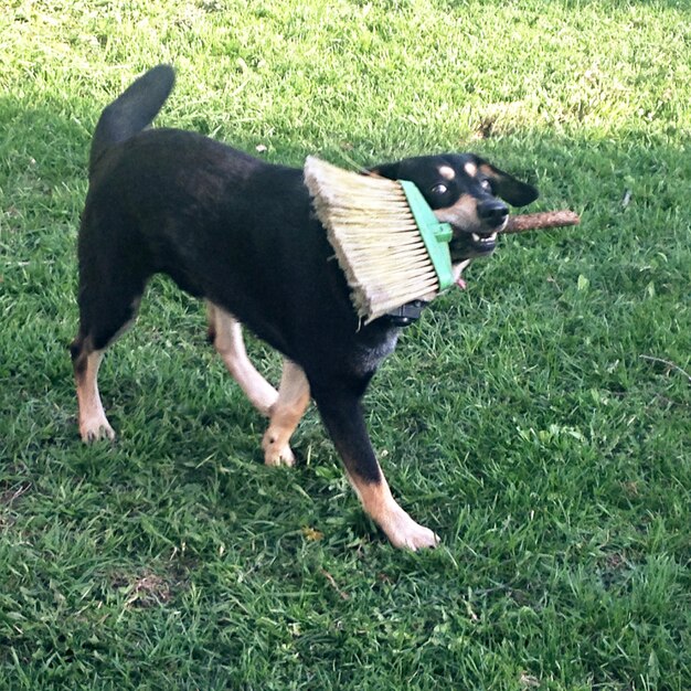 写真 草原で放牧する犬