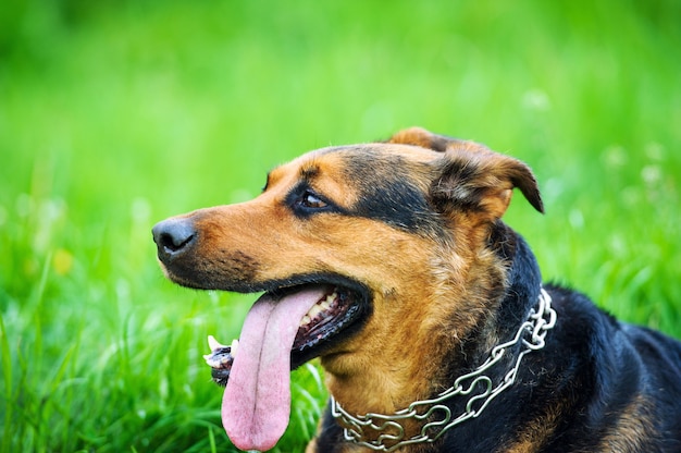 Dog on green grass