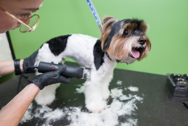 Photo dog grooming close up groomer's hands working with dog yorkie dog getting a haircut yorkshire terrier haircut trimmer