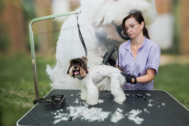 dog grooming close up groomer's hands working with dog Yorkie dog getting a haircut Yorkshire terrier haircut trimmer