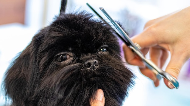 Dog grooming and getting professional service at pet salon by\
groomer