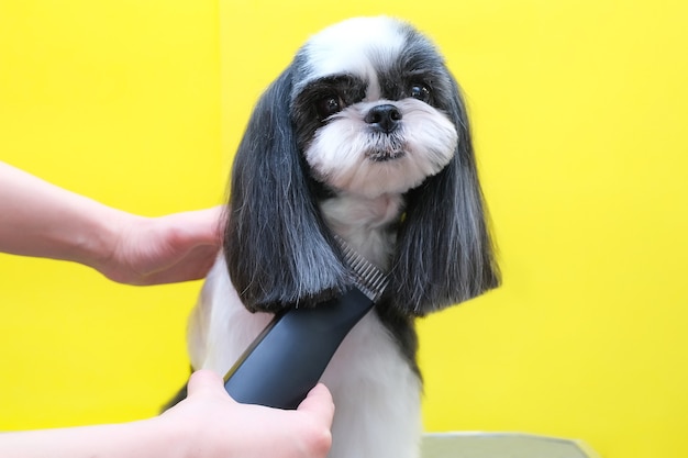 Dog grooming. Groomer with a trimmer in his hands on the background of the dog. Yellow background