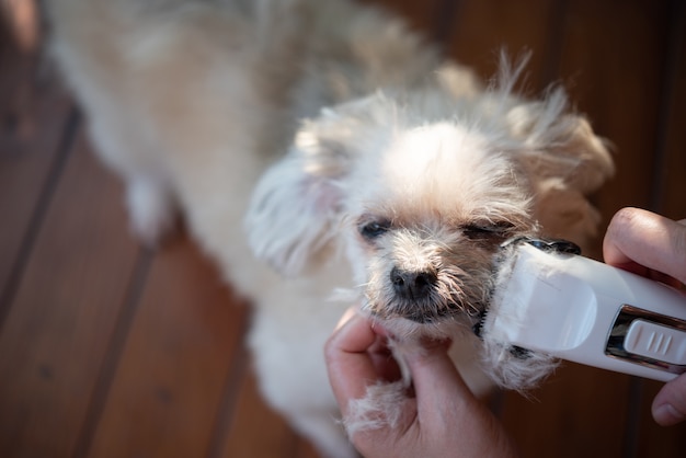 犬のグルーミングとヘアカット