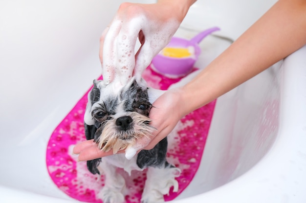 Dog in grooming salon; dog get shower; domestic animal get beauty procedures in beauty salon for dogs. in bath