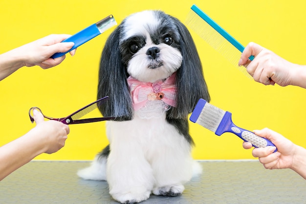 Cane in un salone di toelettatura; taglio di capelli, pettine, asciugacapelli. l'animale riceve trattamenti di bellezza in un salone di bellezza per cani. sfondo giallo