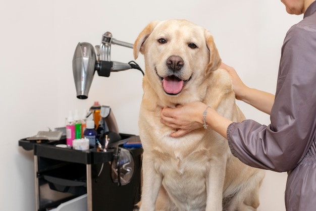 Cane nel salone di toelettatura. cura degli animali.