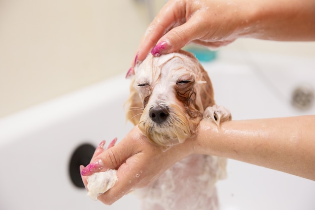 Dog in grooming salon