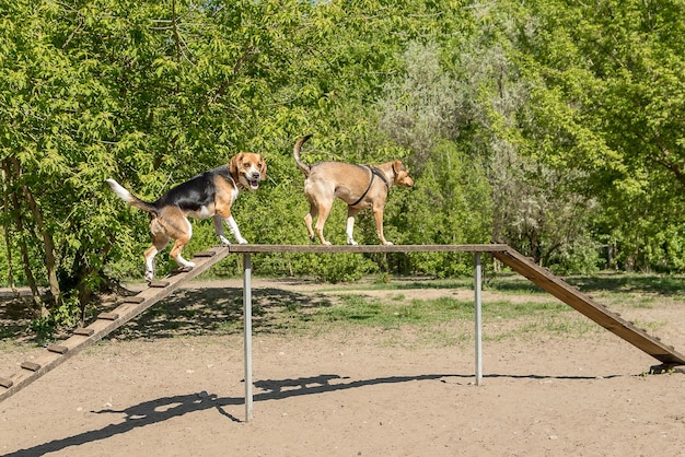 犬が地面に