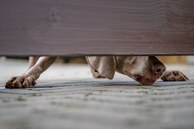 家を守っている犬は木製のフェンスの下の隙間を眺める