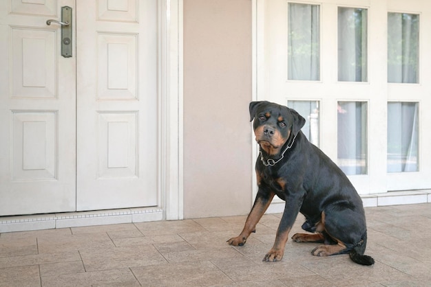 Dog guarding house