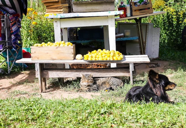 A dog guards the harvest of yellow plums outdoors.