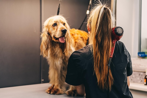 Taglio di capelli per cani in salone cura degli animali domestici