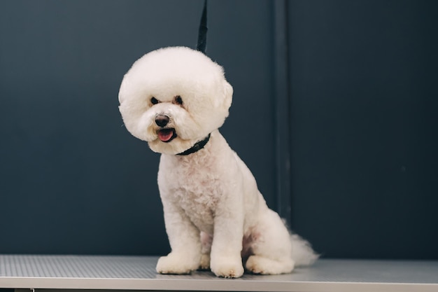 Dog haircut in salon Pet care